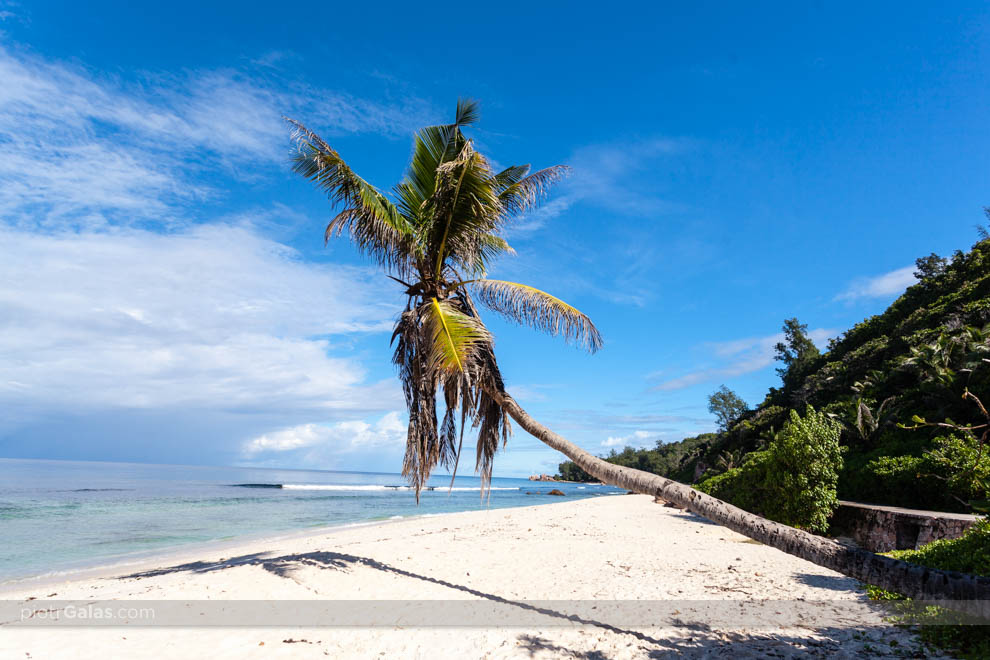 Samotna palma na plaży Anse Banane