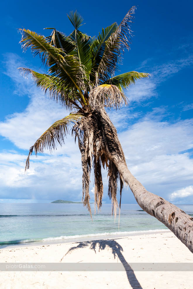 Samotna palma na plaży Anse Banane