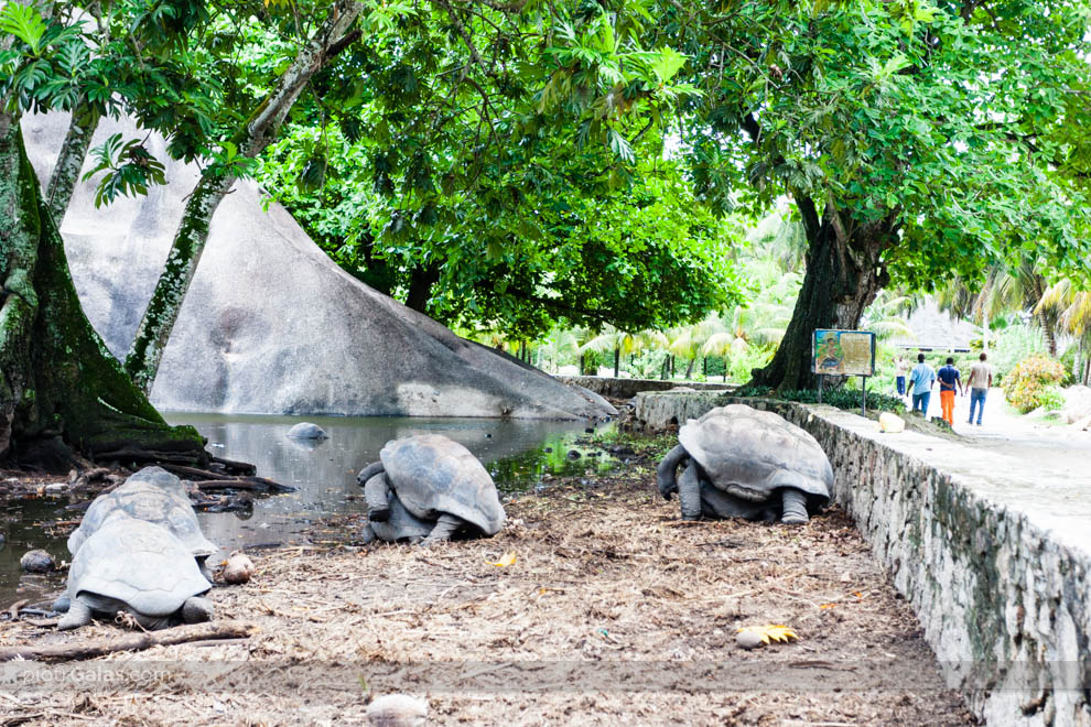 Figlujące żółwie olbrzymie w Union Estate Park