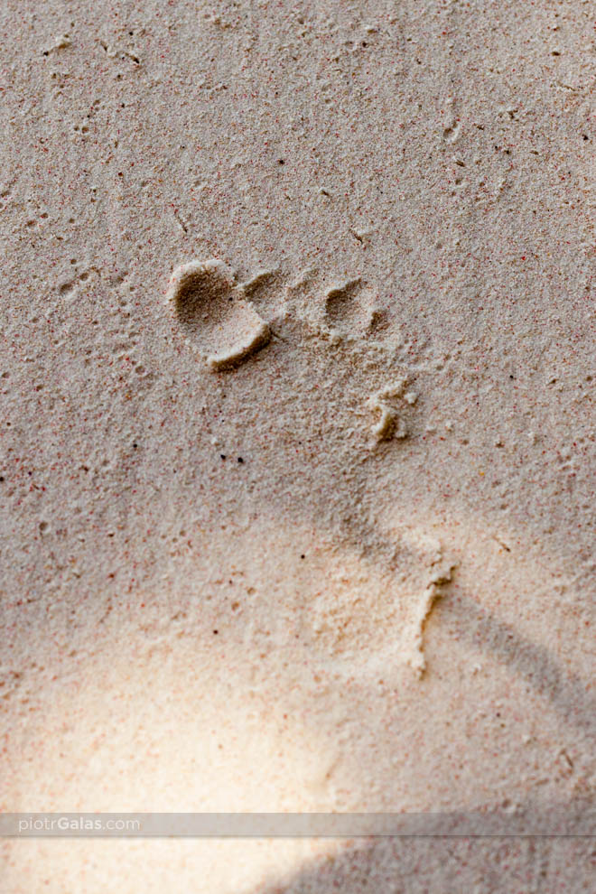 Odcisk małej stópki na piasku na plaży