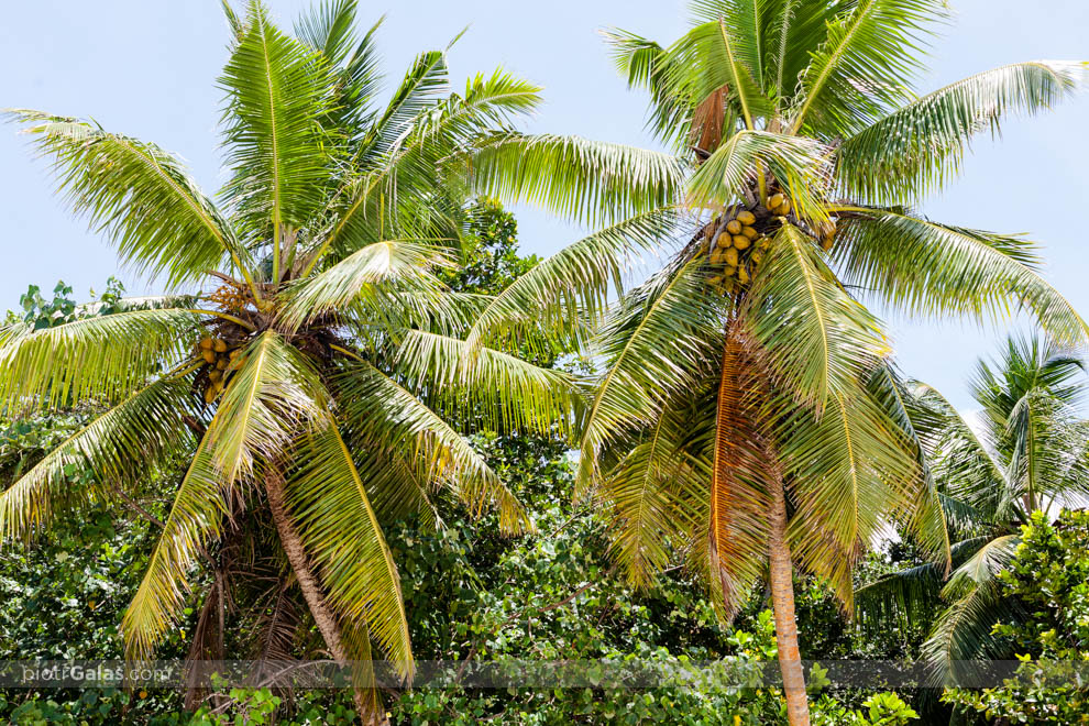 Palmy kokosowe na plaży Anse Severe
