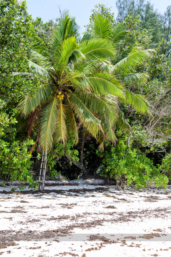 Palmy kokosowe na plaży Anse Severe