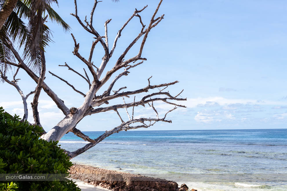 Plaża Anse Gaulettes z obumarłym drzewem