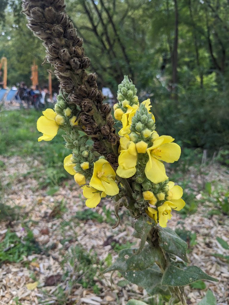 Teren parku i placu zabaw jest jednym z najbardziej zielonych i naturalnych tego typu miejsc na terenie Warszawy